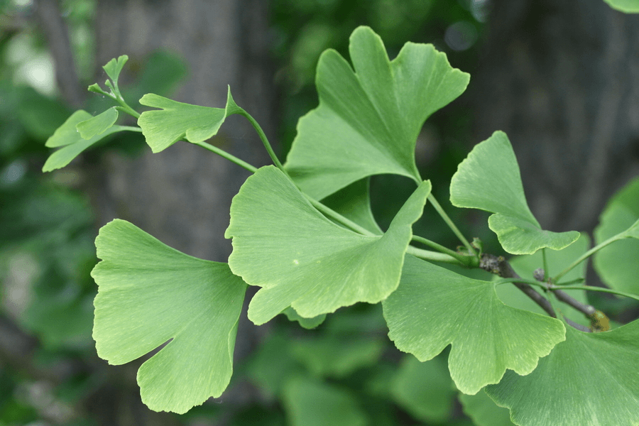 Gingko Biloba Plant